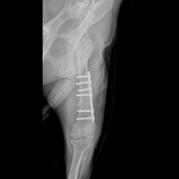 radiographie orthopédie vétérinaire narbonne